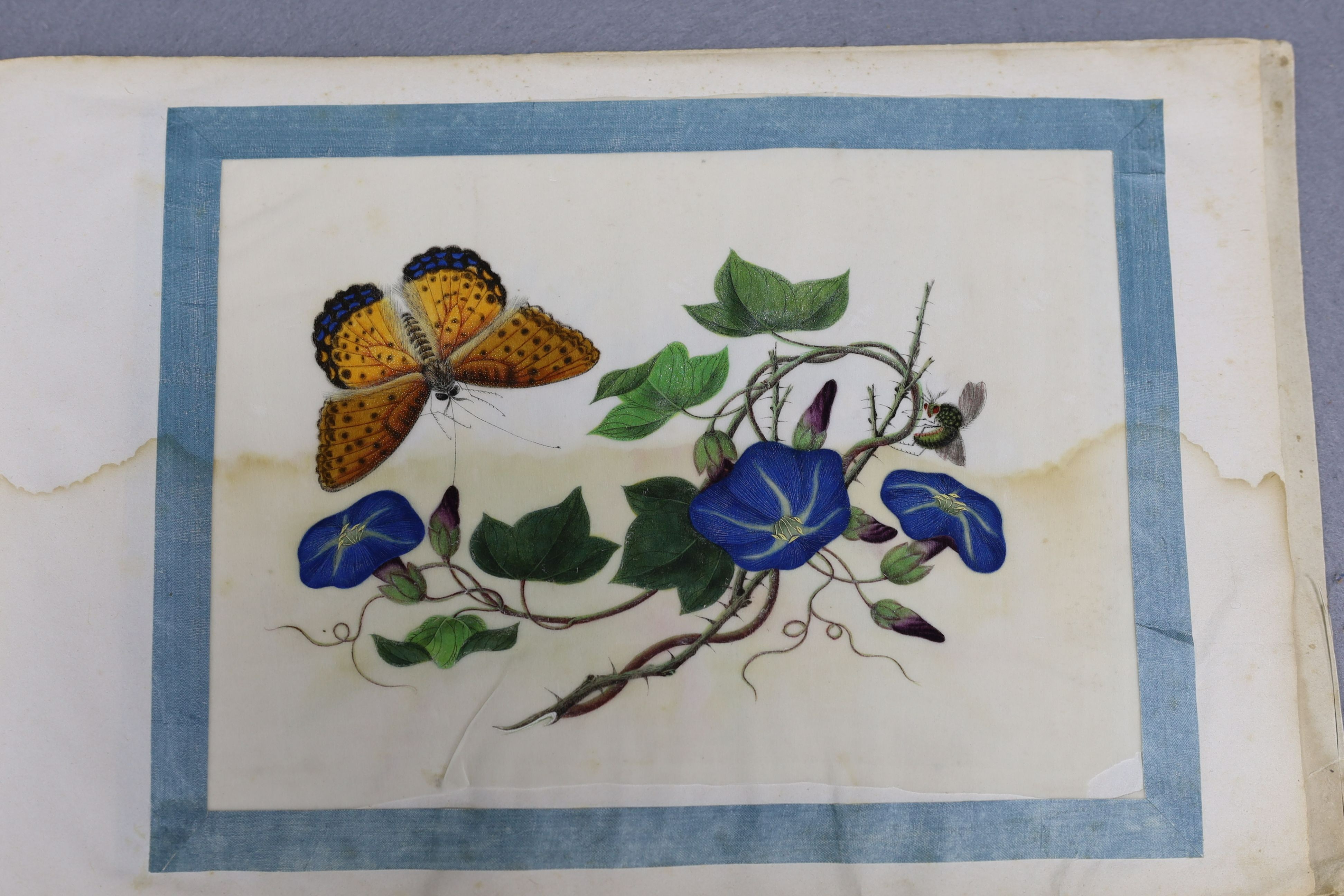 A Chinese album of ten pith paintings of birds amid butterflies, 19th century, Album 21.5cm x 34 cm